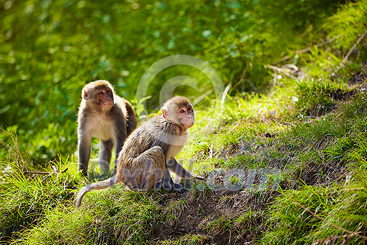 Rhesus macaques in forest in Shimla, Himachal Pradesh, India Rhesus macaques in forest in Shimla, Himachal Pradesh, India