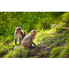 Rhesus macaques in forest in Shimla, Himachal Pradesh, India