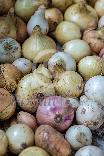 Fresh onion close up. Onion texture and pattern. Fresh onion close up. Onion texture and pattern.