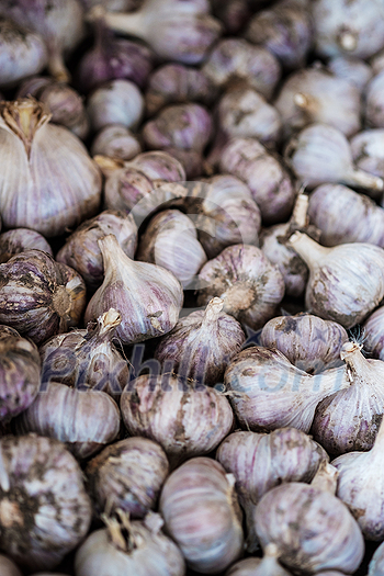 Fresh garlic close up. Fresh garlic close up.