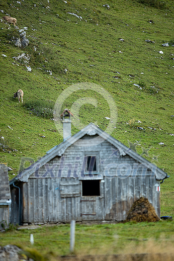 Cow grazing on a green alpine meadow in the Swiss Alps, Switzerland Cow grazing on a green alpine meadow in the Swiss Alps, Switzerland