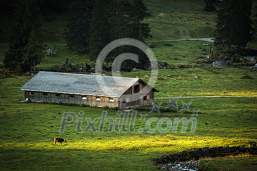 Cow grazing on a green alpine meadow in the Swiss Alps, Switzerland Cow grazing on a green alpine meadow in the Swiss Alps, Switzerland