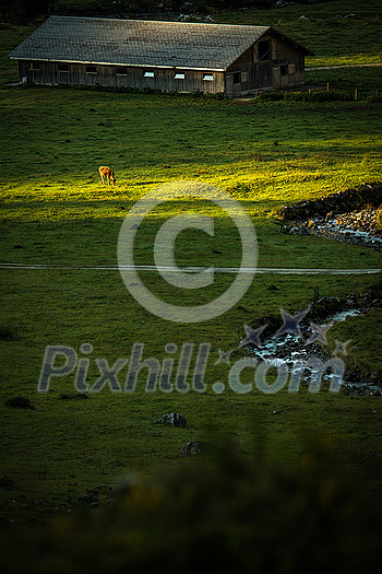 Cow grazing on a green alpine meadow in the Swiss Alps, Switzerland Cow grazing on a green alpine meadow in the Swiss Alps, Switzerland