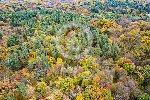 Top aerial view of autumn forest with colorful trees. Scenic mixed coniferous and deciduous woodland. Travel and nature concept. Top aerial view of autumn forest with colorful trees. Scenic mixed coniferous and deciduous woodland. Travel and nature concept.