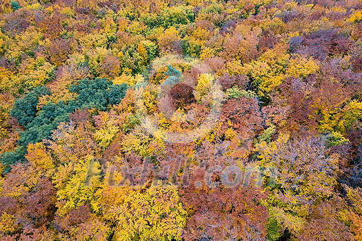 Seamless natural pattern of beautiful forest during autumn season. Multicolored fall leaves on trees. Aerial view from drone. Seamless natural pattern of beautiful forest during autumn season. Multicolored fall leaves on trees. Aerial view from drone.