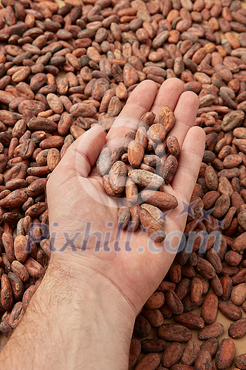 From above of faceless man demonstrating handful of organic unpeeled beans of Theobroma cacao tree From above of faceless man demonstrating handful of organic unpeeled beans of Theobroma cacao tree