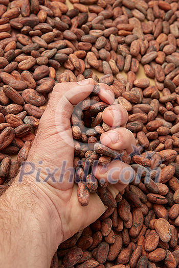 From above crop male hand taking pile of organic unpeeled raw beans of cocoa tree From above crop male hand taking pile of organic unpeeled raw beans of cocoa tree