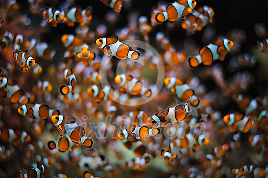 Clown Anemonefish Amphiprion ocellaris common clownfish fish shoal colony between sea anemone tentacles Clown Anemonefish Amphiprion ocellaris common clownfish fish shoal colony between sea anemone tentacles