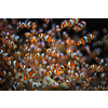 Clown Anemonefish Amphiprion ocellaris common clownfish fish shoal colony between sea anemone tentacles