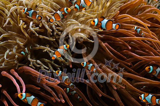 Clown Anemonefish Amphiprion ocellaris common clownfish fish shoal colony between sea anemone tentacles Clown Anemonefish Amphiprion ocellaris common clownfish fish shoal colony between sea anemone tentacles