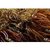 Clown Anemonefish Amphiprion ocellaris common clownfish fish shoal colony between sea anemone tentacles