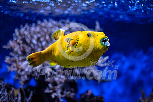 Yellow Arothron meleagris, golden puffer guineafowl puffer fish underwater in Indo-Pacific Yellow Arothron meleagris, golden puffer guineafowl puffer fish underwater in Indo-Pacific