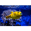 Yellow Arothron meleagris, golden puffer guineafowl puffer fish underwater in Indo-Pacific