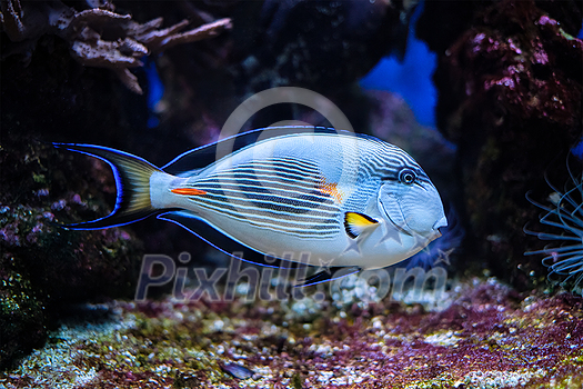 Colorful tropical fish Sohal Surgeonfish Acanthurus Sohal sohal tang underwater Colorful tropical fish Sohal Surgeonfish Acanthurus Sohal sohal tang underwater