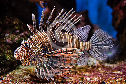 Red lionfish (Pterois volitans) venomous coral reef fish underwater Red lionfish (Pterois volitans) venomous coral reef fish underwater