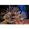 Red lionfish (Pterois volitans) venomous coral reef fish underwater