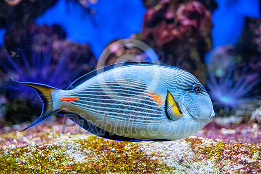 Colorful tropical fish Sohal Surgeonfish Acanthurus Sohal sohal tang underwater Colorful tropical fish Sohal Surgeonfish Acanthurus Sohal sohal tang underwater