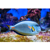 Colorful tropical fish Sohal Surgeonfish Acanthurus Sohal sohal tang underwater