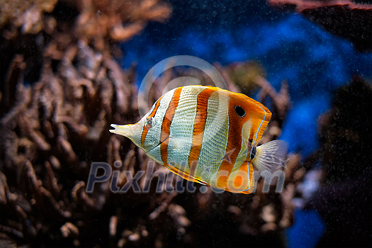 Copperband butterflyfish (Chelmon rostratus) beaked coral saltwater aquarium fish underwater Copperband butterflyfish (Chelmon rostratus) beaked coral saltwater aquarium fish underwater