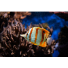 Copperband butterflyfish (Chelmon rostratus) beaked coral saltwater aquarium fish underwater