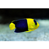 Bicolor angelfish aka Centropyge bicolor, Pacific rock beauty, oriole angelfish, oriole dwarf angel, blue and gold angel, two-colored angel fish underwater in sea with corals in background