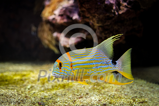 Sailfin snapper Symphorichthys spilurus blue-lined sea bream fish underwater in sea with corals in background