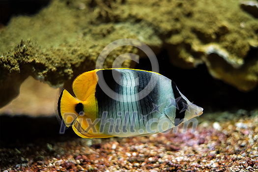 Pacific double-saddle butterflyfish Chaetodon ulietensis fish underwater in sea with corals in background Pacific double-saddle butterflyfish Chaetodon ulietensis fish underwater in sea with corals in background