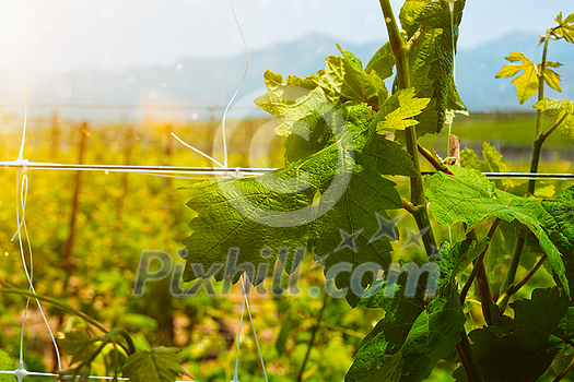 Wineyard with grape rows. Crete island, Greece Wineyard with grape rows. Crete island, Greece