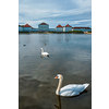 Swans in pond in front of the Nymphenburg Palace. Munich, Bavaria, Germany