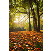 Golden autumn fall October in famous Munich relax place - Englishgarten. English garden with fallen leaves and golden sunlight. Munchen, Bavaria, Germany