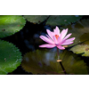 Pink water lily in pond