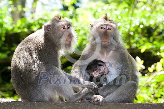 Monkey family - long tailed macaques - father, mother and child Monkey family - long tailed macaques - father, mother and child