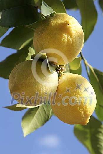 Three lemons on the lemon tree