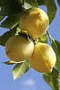 Three lemons on the lemon tree