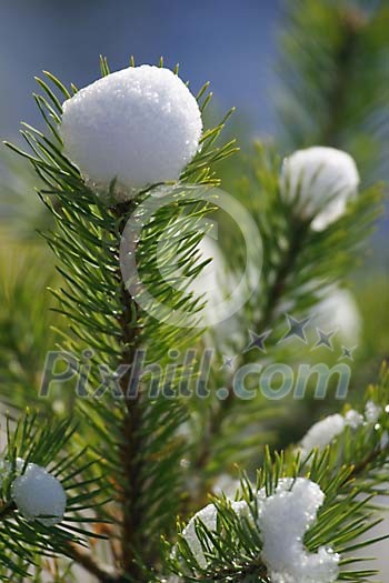 Snow caps on the spruce branches Snow caps on the spruce branches
