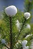 Snow caps on the spruce branches