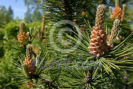 Pine cones in spring