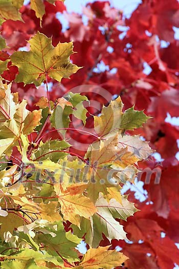 Yellow and green maple leaves in autumn sunshine