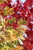 Yellow and green maple leaves in autumn sunshine