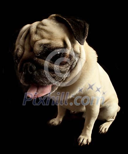 Sitting chinese pug on a black background Sitting chinese pug on a black background