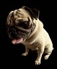 Sitting chinese pug on a black background