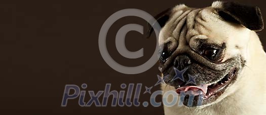 Pug portrait on a black background Pug portrait on a black background