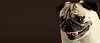 Pug portrait on a black background