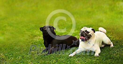 Two pugs resting on the grass