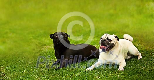 Two pugs resting on the grass Two pugs resting on the grass