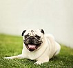 Beige pug resting on the grass