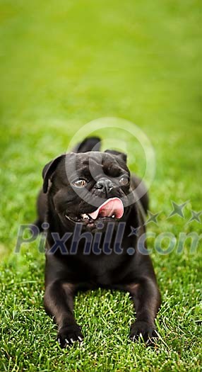Black pug resting on the grass Black pug resting on the grass