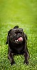 Black pug resting on the grass