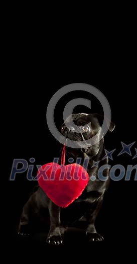 Black pug on a black background holding a red heart Black pug on a black background holding a red heart