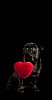 Black pug on a black background holding a red heart
